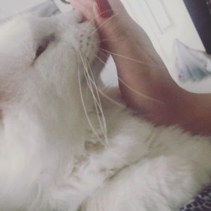 Meet your Posher, Niki